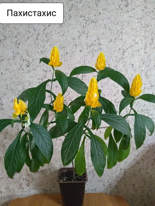 Продам Пахистахис