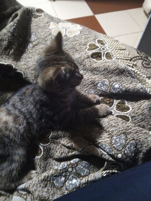 Кошечка ищет дом