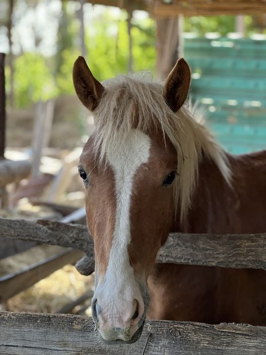 Еркек құнан САТЫЛАДЫ !