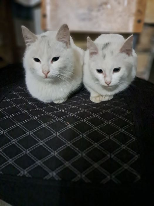 кошки и котята, белые кошки