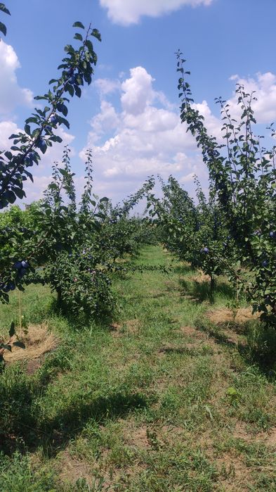 Prune de vanzare