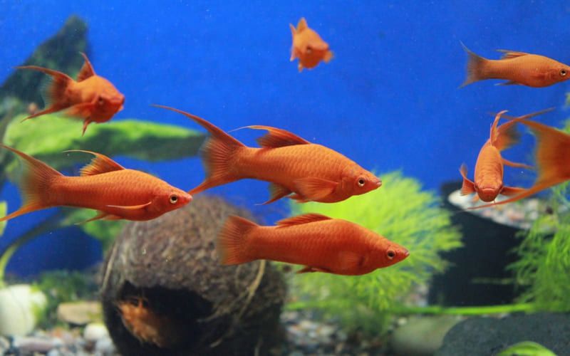 Балыктар сатылады