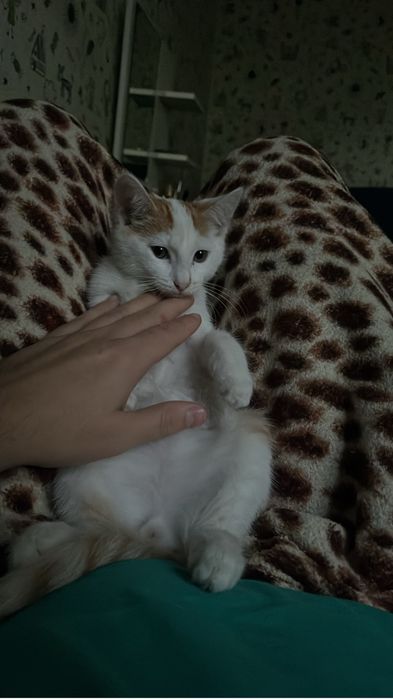 Отдам котенка мальчик