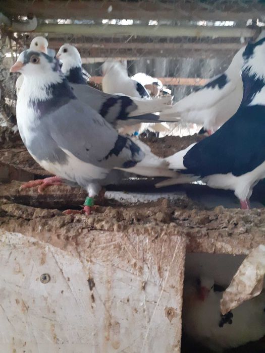 Vand porumbei jucatori galateni