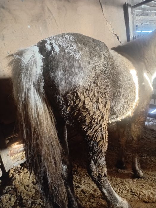 Продам семіз бие