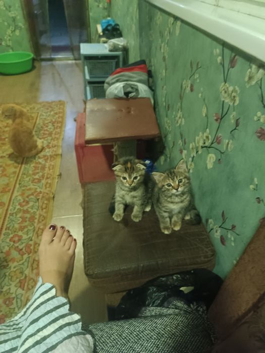 Продаются котята скотиш Фолд и скотиш страйк родились 22.03