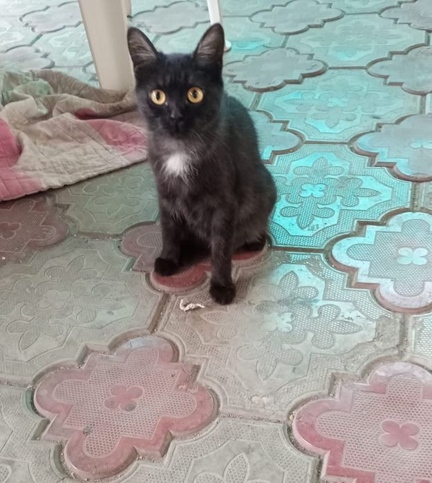 Отдам кошечку в добрые руки
