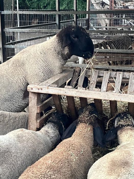 Oi, Miei si Berbeci Suffolk
