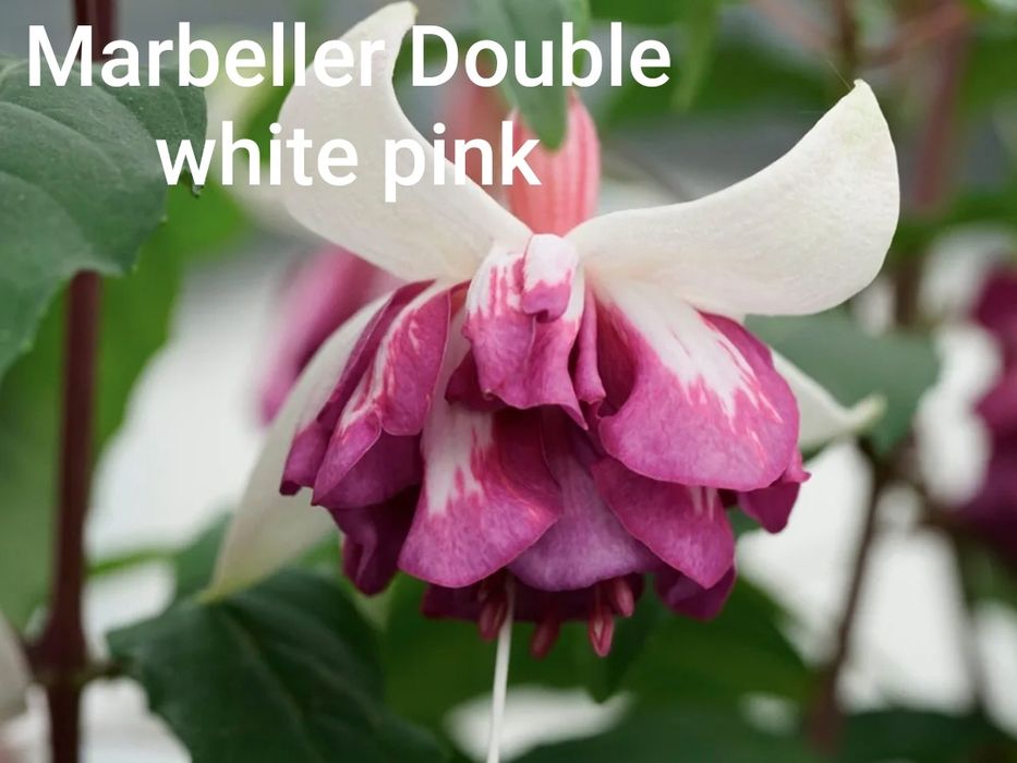 Продам саженци фуксий