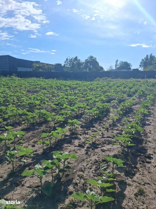 Teren agricol 1000mp, acces asfaltat, 35.000 EUR
