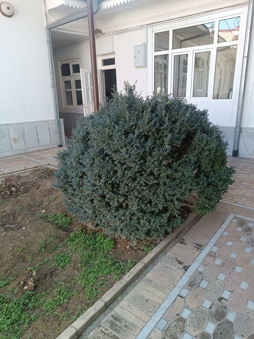 Куп йиллик шамод кучати