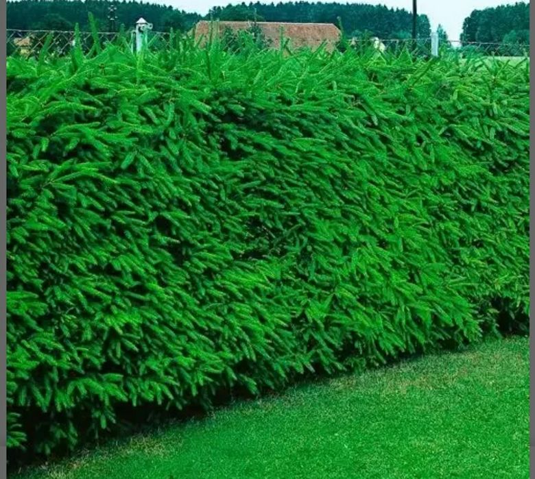 Puieți pentru gard viu si plantarea