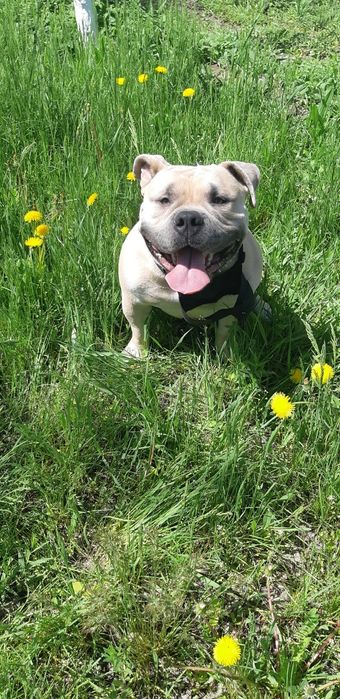 Вязка.Американский булли