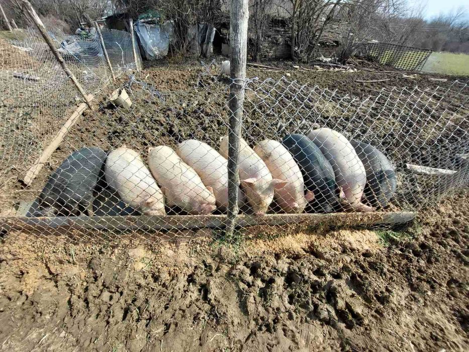 Продавам виетнамски прасета