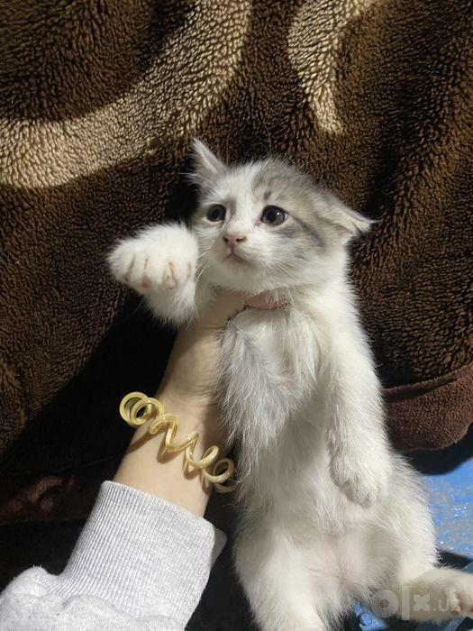 Котята отдаются бесплатно
