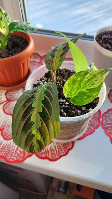 Три цветка в одном горшке