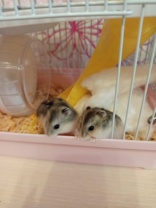 Продам хомячков за 1000
