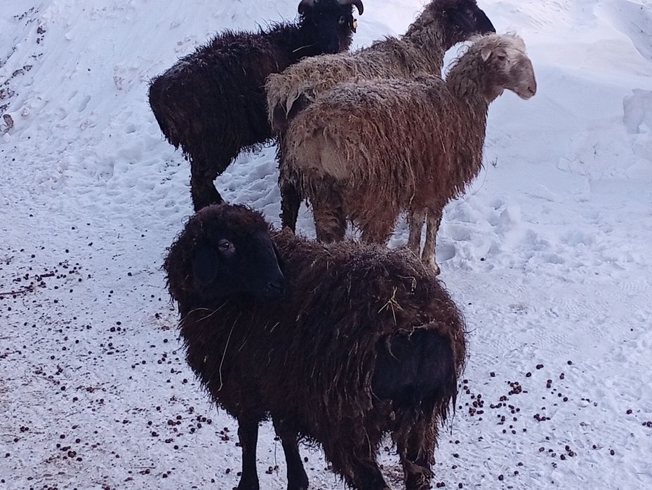 Продаются бараны