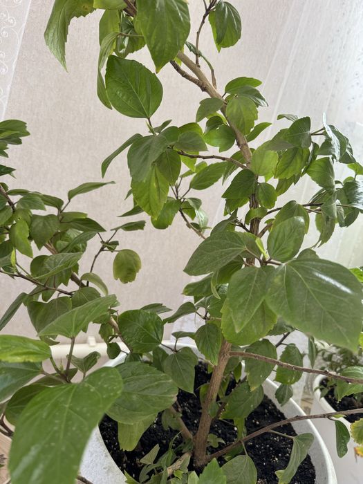 Продам китайскую розу