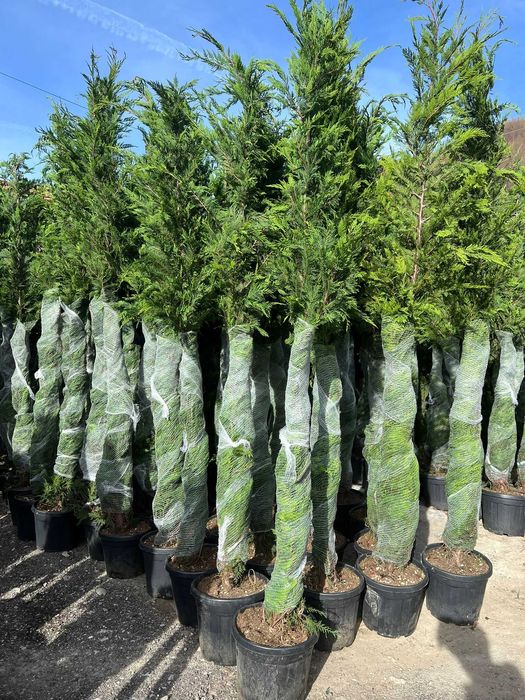 Leylandii Vesnic Verde pentru Exterior