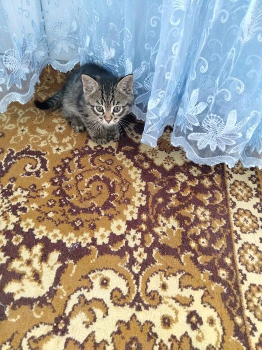 Отдам котят в добрые руки