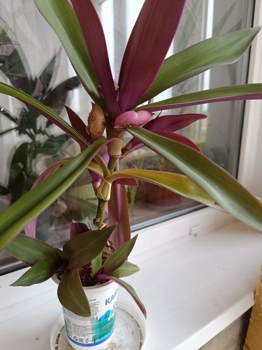 Продам комнатные цветы