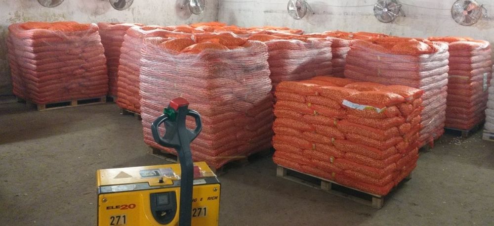 Arpagic import Olanda /marfă în stoc