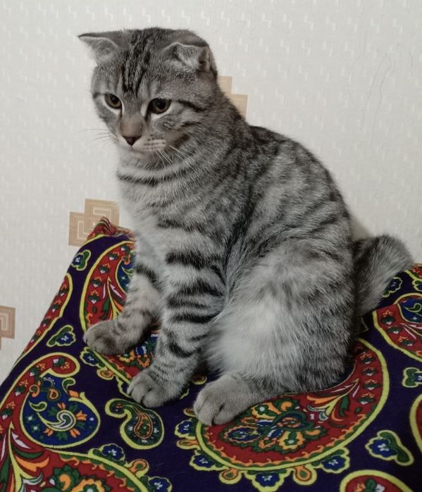 Вязка! Эркак мушук Муэзза киз мушукларни учрашувга таклиф этади НАВОИЙ