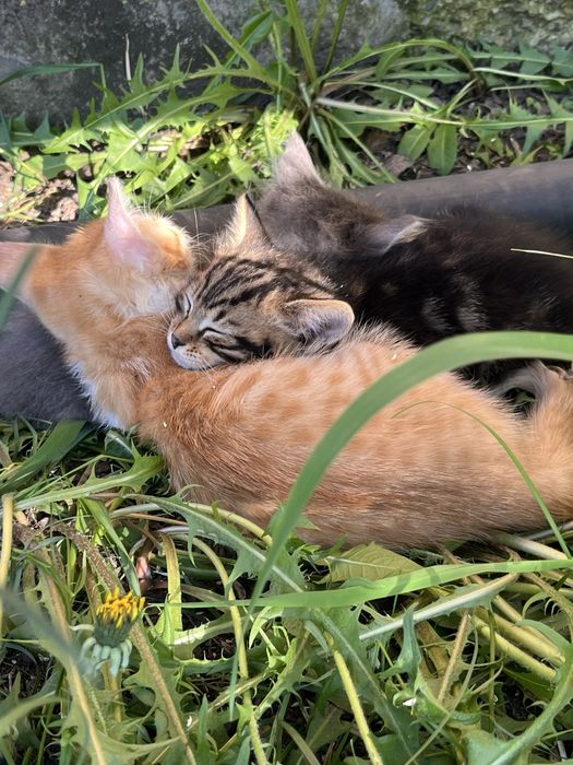 Отдам котят в хорошие руки