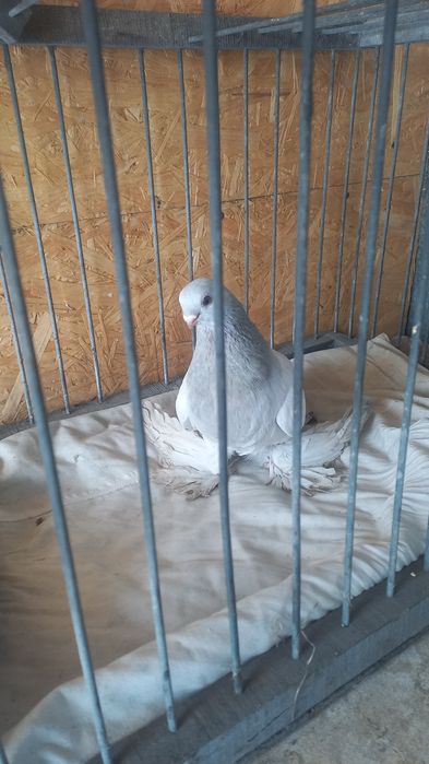 Голуби в Павлодаре