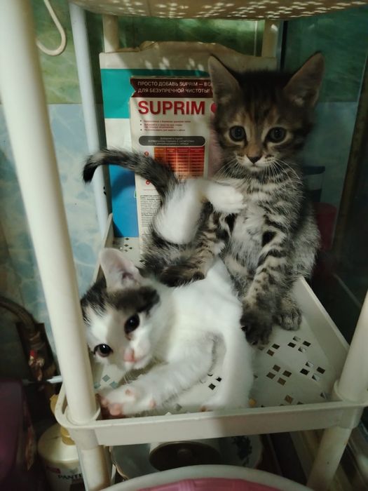 Котята девчата. домашние