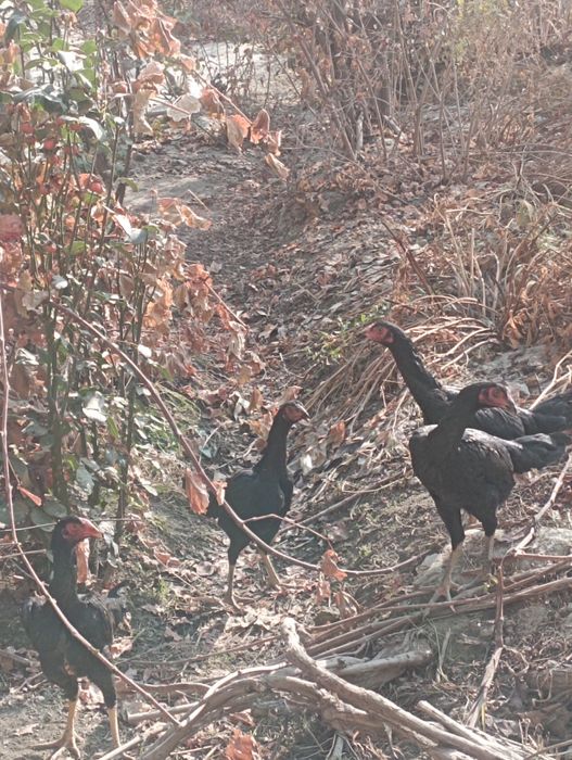 Dakan tovuqlar sotiladi