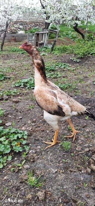 Dakan makiyon sotiladi