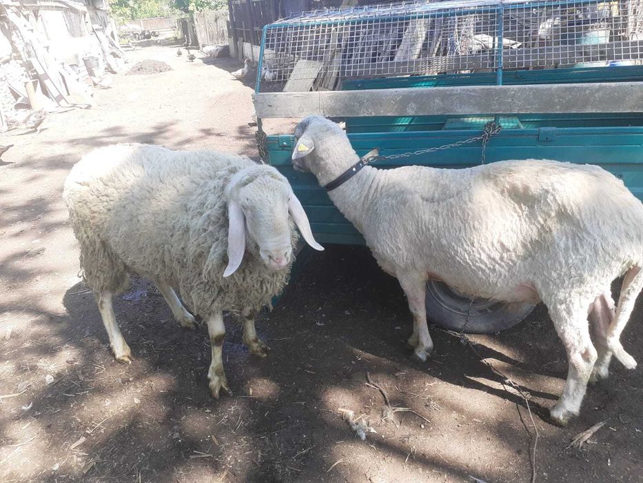 Berbeci/oi din stabulatie - vanzare in viu