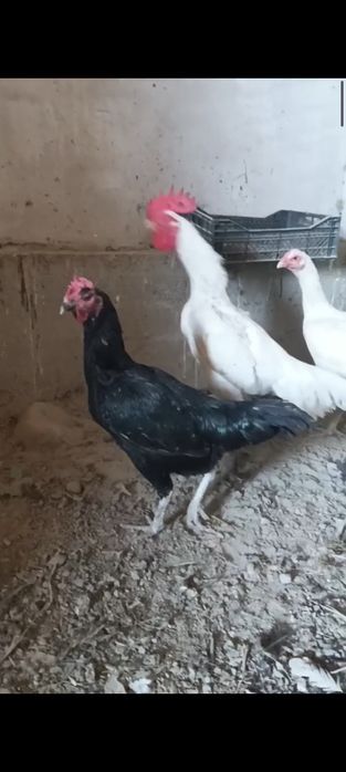 Жужалари сотилади.