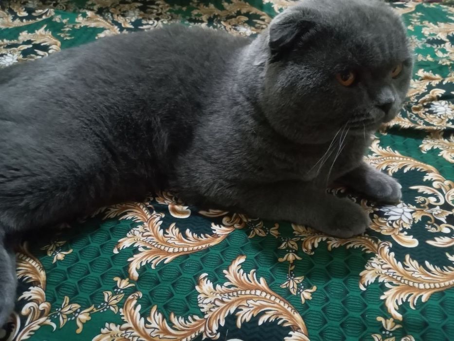 Mushik sotiladi yoshi 1 da
