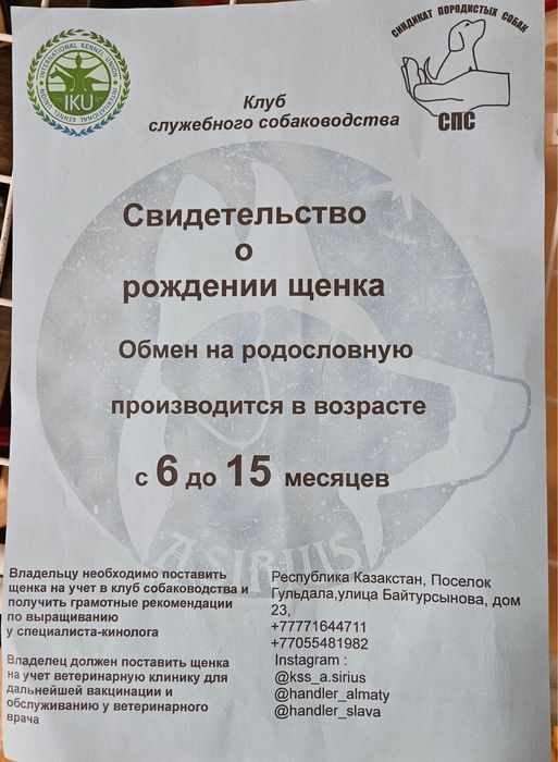 Тибетский Мастиф