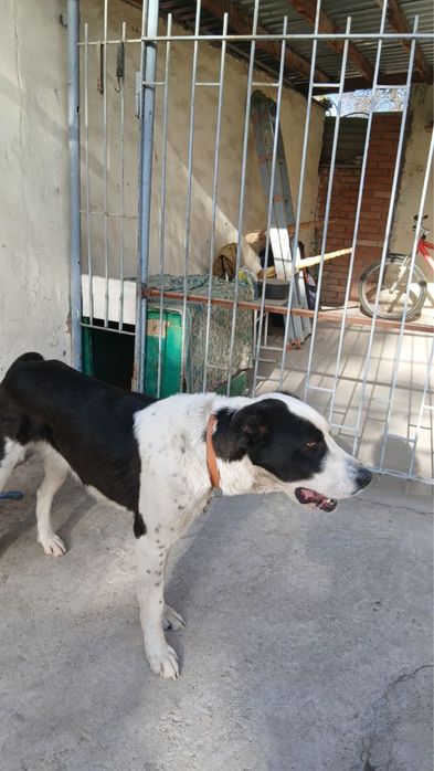 Туркменский Алабай