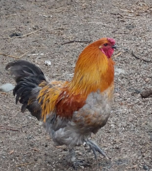 Петух домашний, красивый