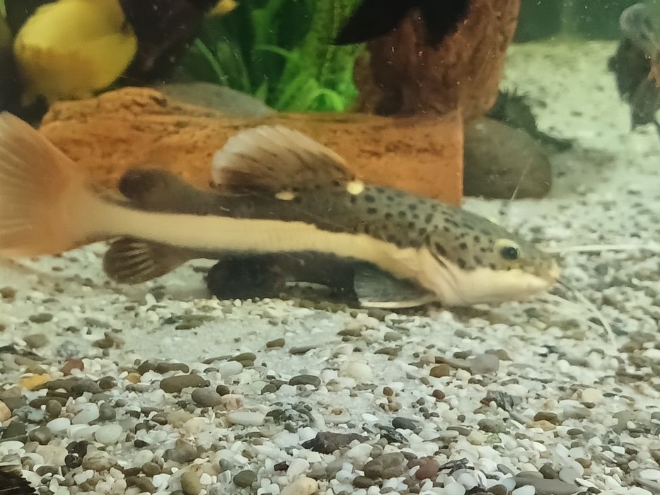 Краснохвостный (оринокский) сом