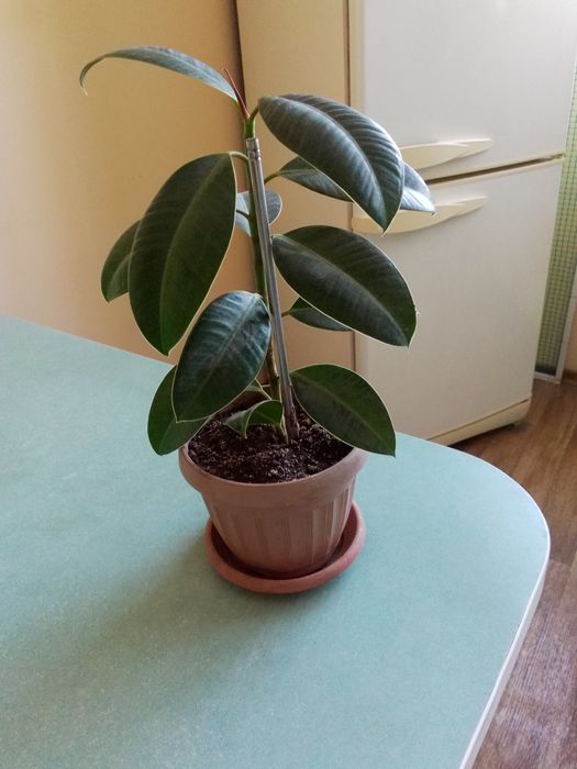 Цветы  комнатные