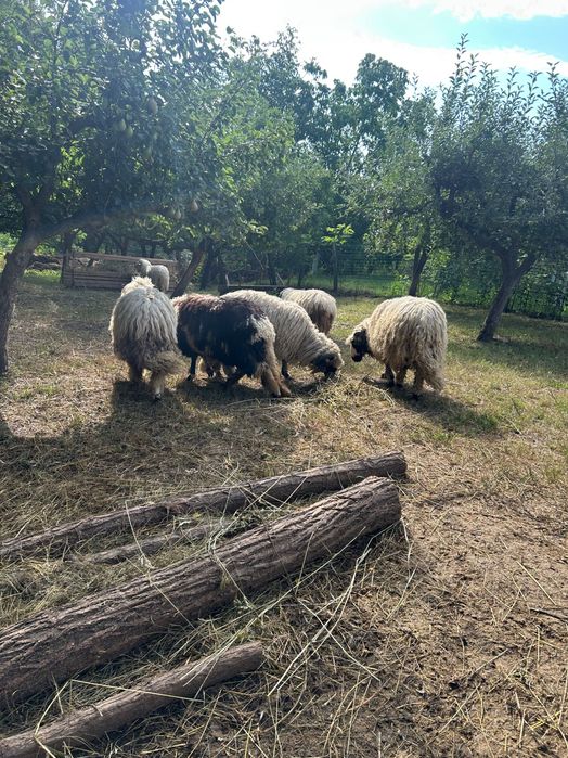 Miei de vanzare