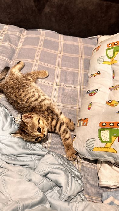 Продам британскую кошечку