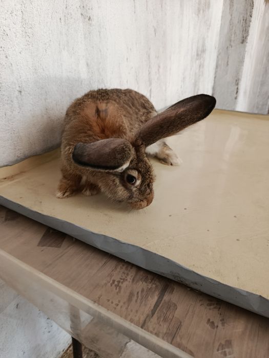 Quyon bolalari sotiladi