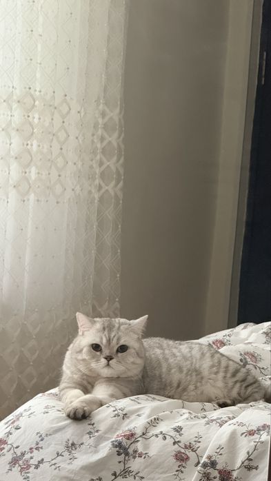 Продам кота срочно, изза переезда