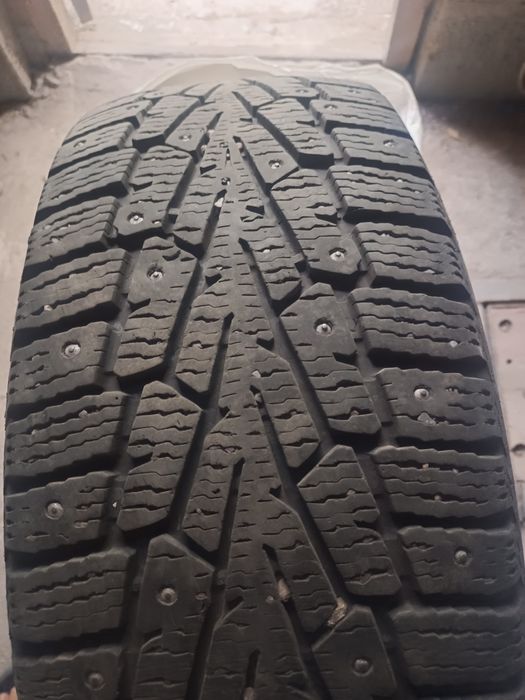 Донгелек зимны шыповынный