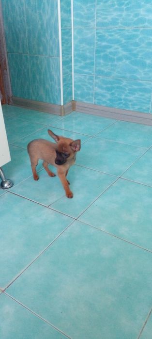 Той терьер щенки