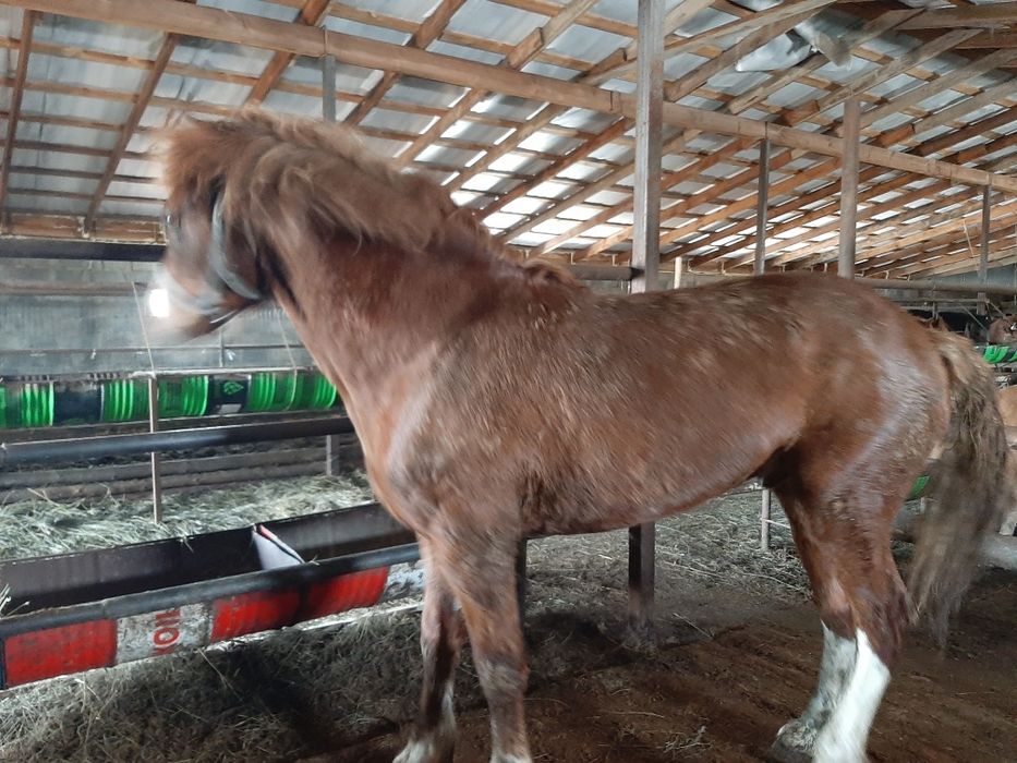 Бес касқа, мінгі айғыр сатамын.