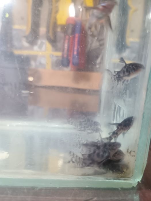 Декоративни риби -Хелер