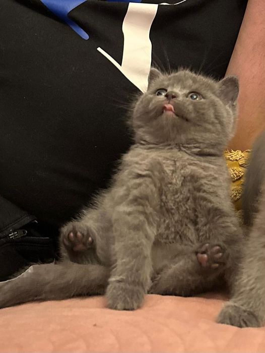 British Shorthair poze reale